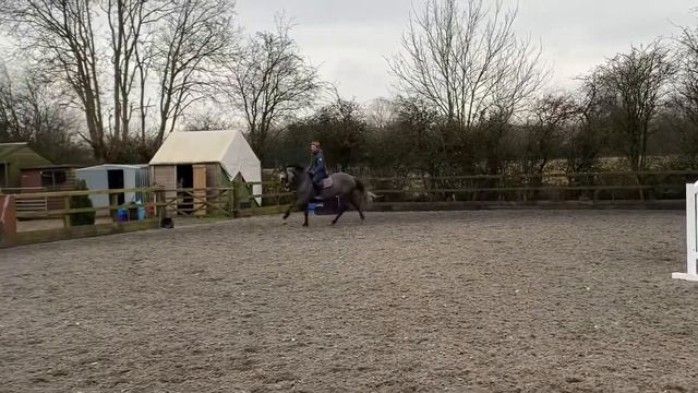 6yrs mare - Toulon x Cento *sold* смотреть онлайн