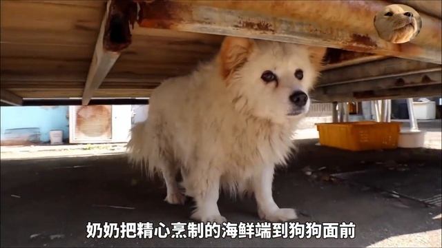 好心大叔放生的大鳥，因為是外來戶口，慘遭同類排擠只能吃剩飯【小奶狗觀影】 смотреть онлайн
