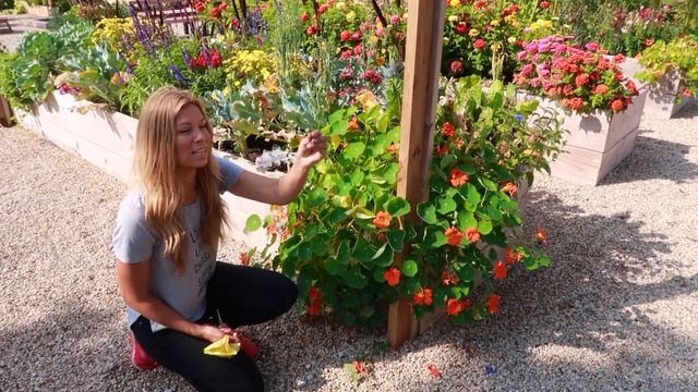 September Garden Tour, Part 1 | Detailed Garden Tour of Varieties & Tips смотреть онлайн