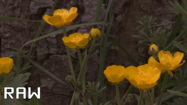 Canon 600D 14 Bit Raw Footage vs. Cameras H.264 test смотреть онлайн