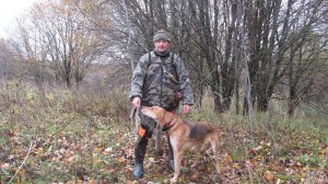 охота на зайца с Русской гончей "Вьюгой", чернотроп, октябрь сезона 2024-2025 гг.