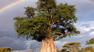 Silver Rainbow - Genesis