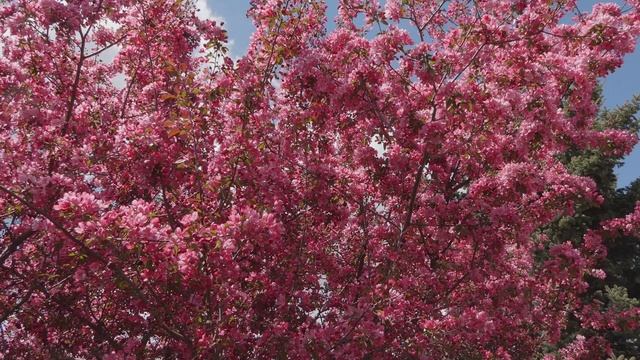 Beautiful Flowering Crab Apple Tree смотреть онлайн