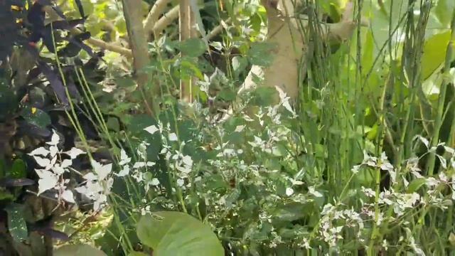 ORGANIC FERTILIZER FROM THE ANIMALS ARE GOOD FOR THE PLANTS (MANURE). смотреть онлайн
