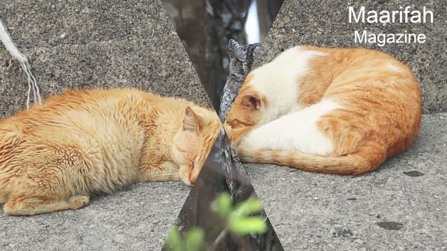 Pet Animal Sleeping | Baby Music video| Sweet Dreams | Best Sleeping Music video♫♫ смотреть онлайн
