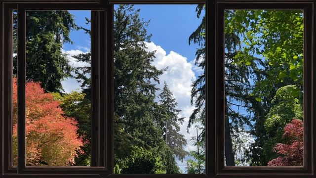 Colored in the Trees - through windows - 10m - 4k HD TV - [Nature Outdoors - Relax Study Meditate] смотреть онлайн