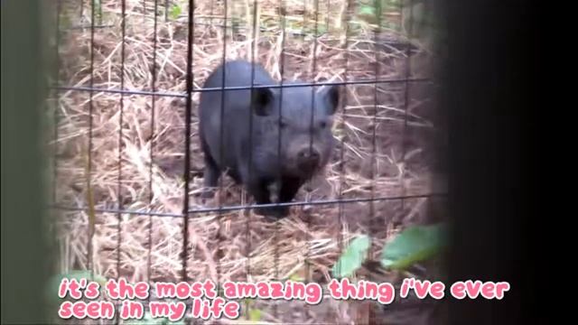 My neighbor has a piglet смотреть онлайн