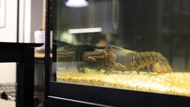 How Smart Is Leon The Lobster? смотреть онлайн