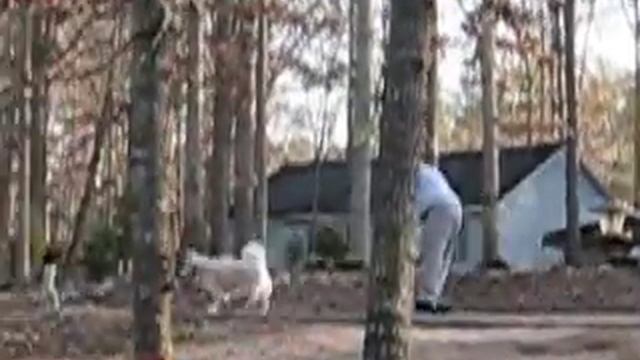 Bentley pulling scooter 2 смотреть онлайн