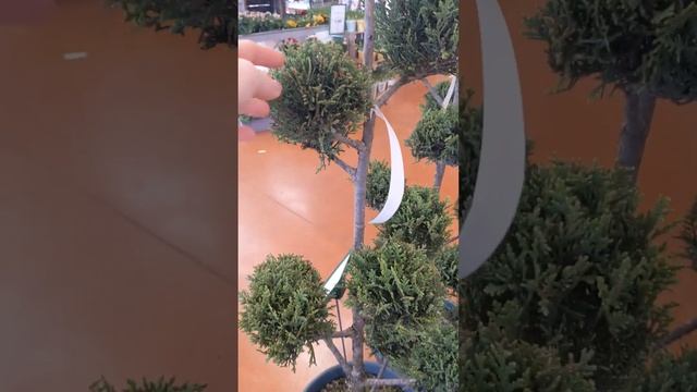 Как зимой поднять вибрации🌹🪴🌴✨