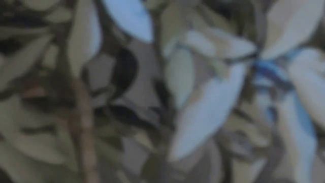 моя мама снималась на "битва екстрасенсив"? смотреть онлайн
