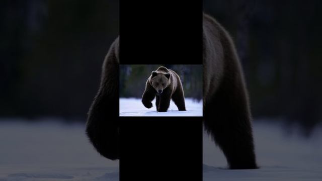 Мои стихи. Не будите спящего медведя. смотреть онлайн