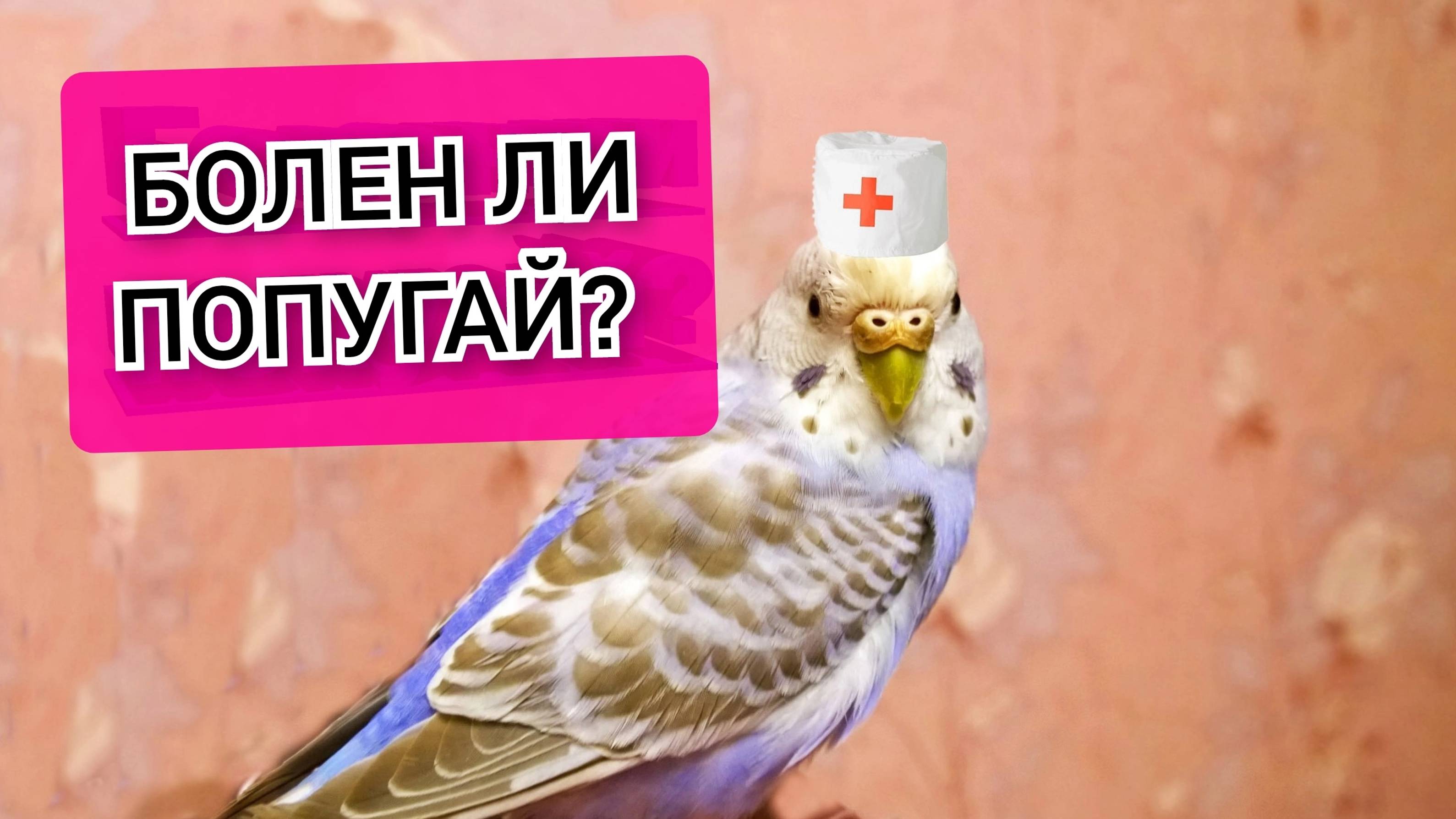 Простой способ узнать болен ли попугай! Как понять болен ли попугай? смотреть онлайн
