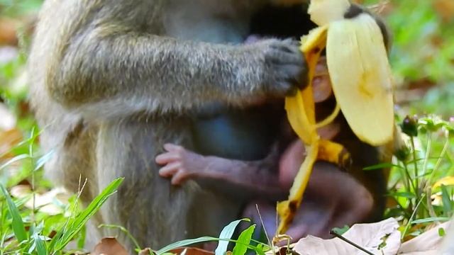 Wow today Jane have many fruit to eat Banana Apple | Angkor Wat Monkey смотреть онлайн