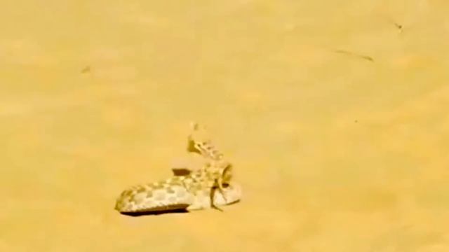The struggle for survival in the Sahara Desert ' Fennec fox and смотреть онлайн