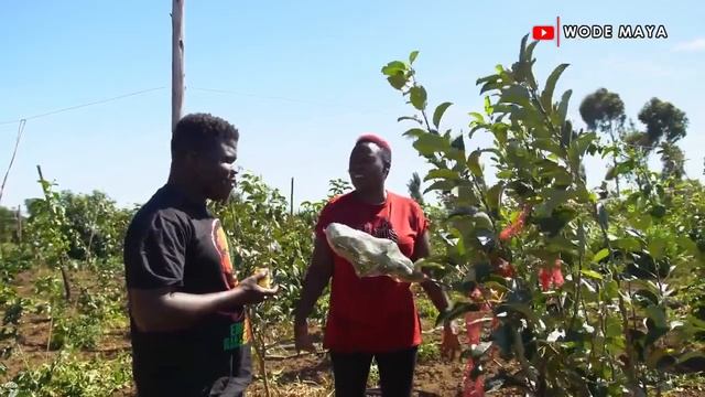 How This Kenyan Woman Became A Millionaire By Growing Apples....Wode Maya Interviews смотреть онлайн