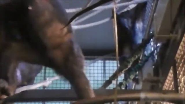 melissa etheridge breathe (AJANI BABY CHIMP WITH MOTHER AMBER) смотреть онлайн
