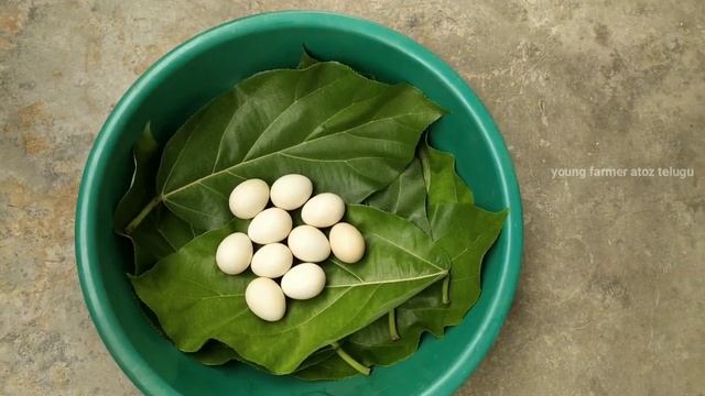 How to prepare natural hatching nest types in seasonal wise || in telugu смотреть онлайн