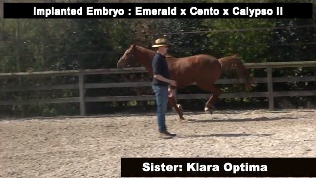 Emerald x Cento x Calypso II - Implanted embryo смотреть онлайн