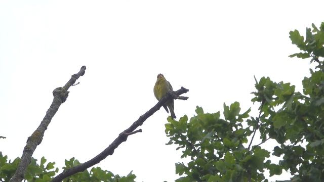 Greenfinch singing in a treetop смотреть онлайн