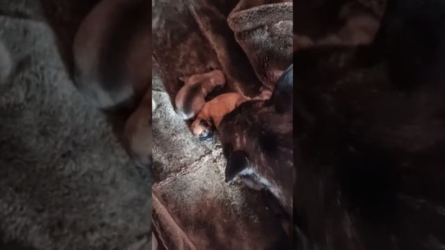 Наконец-то щенки нашей Чери появились на свет.Дубль 2. смотреть онлайн