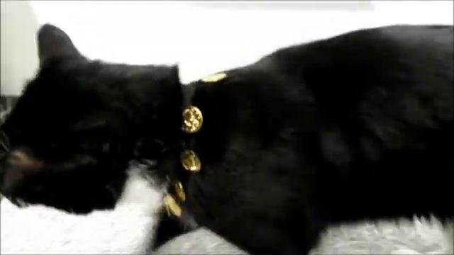 Tux Male Cat смотреть онлайн