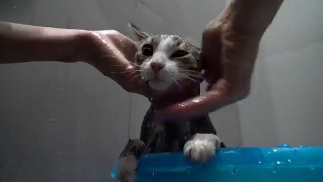 Маленькая Вера и её добрые дела - моем кошку.