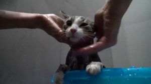 Маленькая Вера и её добрые дела - моем кошку.