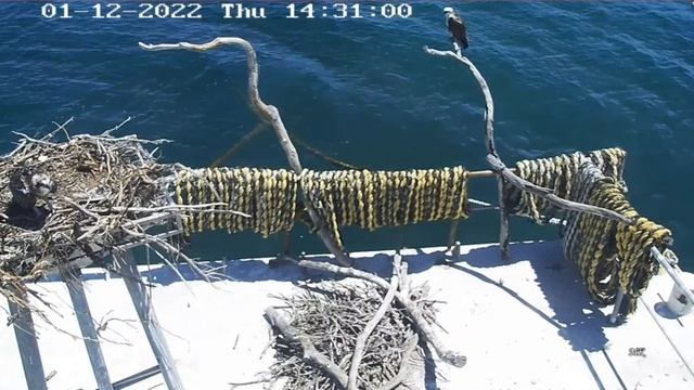 Port Lincoln Osprey 01 12 2022 ~ najpierw Mama się najadła resztę dała Zoe смотреть онлайн