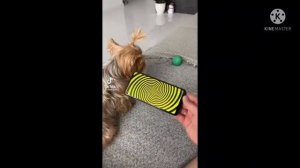 Злой Пёс И Хозяин #1