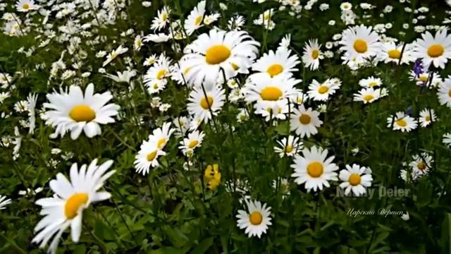 Жизненная Сила от рождения до смерти.