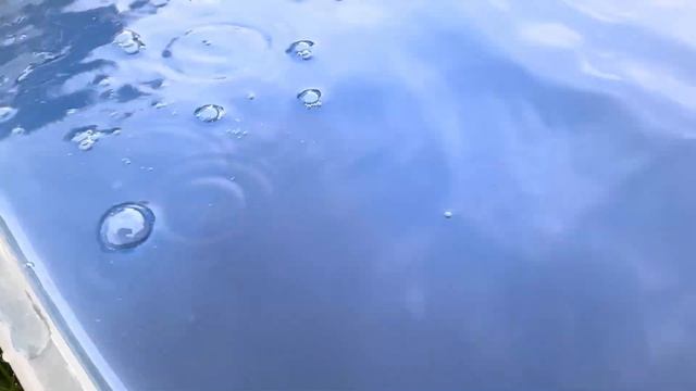 The Monster Truck Bear Devil Cage Rattler Buns Steel Dodge Charger Mega Wrex