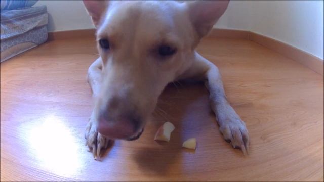 ASMR Dog Eating Apple | Puffy смотреть онлайн