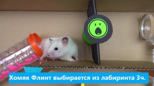 Хомяк Флинт выбирается из лабиринта 3ч.