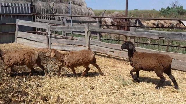 Гиссарская ярка на продажу (Тел. +7-989-520-24-90) смотреть онлайн