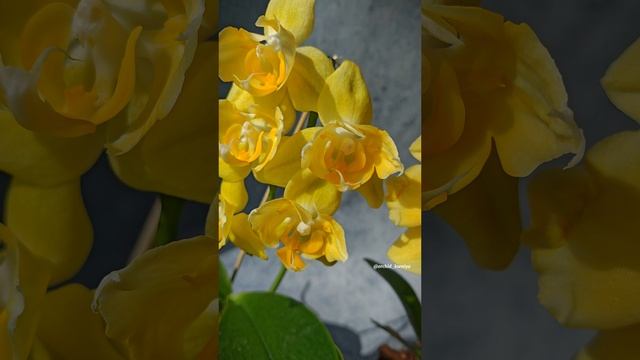 Желтые орхидеи: Fuller's Sunset & Pomelo 💛 Цветение трилипса Помело и бантика Фуллер'с Сансет смотреть онлайн