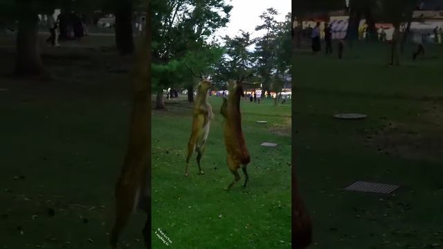 Deer Fight
