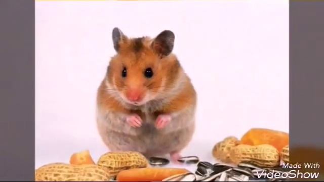 Хомячки♥♡♥♥♡:-) смотреть онлайн