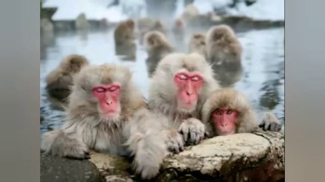 Wildlife Photography Award winning Photos смотреть онлайн