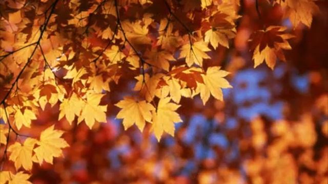 О больная прекрасная осень... смотреть онлайн