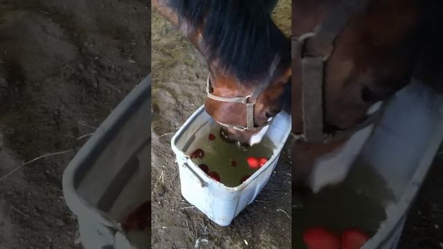 Apple Bobbing with Teddy смотреть онлайн