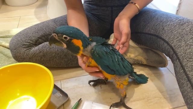 HAND FEEDING CRITICALLY ENDANGERED MACAWS! смотреть онлайн