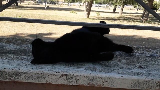🐾🇮🇹Италия и кошечка на Lido Centro(Ostia Centro)и привет от Киси смотреть онлайн