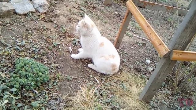 ГУЛЯЕМ ПО САДУ, НАШИ ПИТОМЦЫ, ВСЕ РАДУЮТСЯ ВЕСНЕ