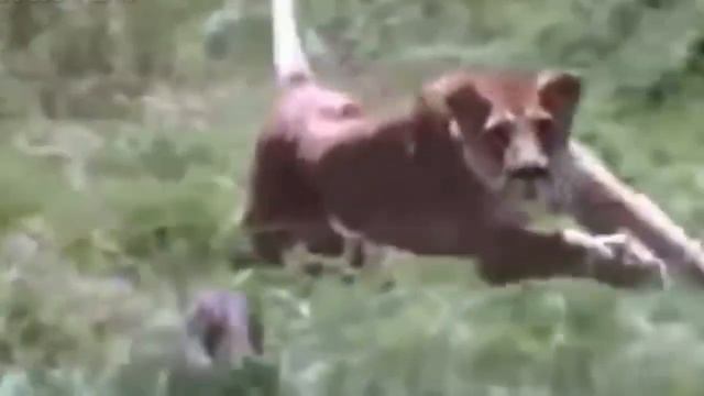 Dw Documentary Lions Documentary Animals Baby Warthog 

Lion