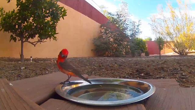 Vermillion flycatcher? Southern Arizona смотреть онлайн