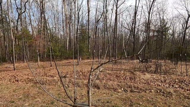 Apple Orchard Walkthrough | Varieties | Rootstocks | Other Fruits смотреть онлайн