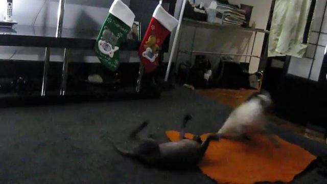 cat wrestling - balinese perla against hairless unix 1.AVI смотреть онлайн