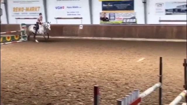 SOLD- Lovely A/O Hunter! 8yo gelding x Cento смотреть онлайн