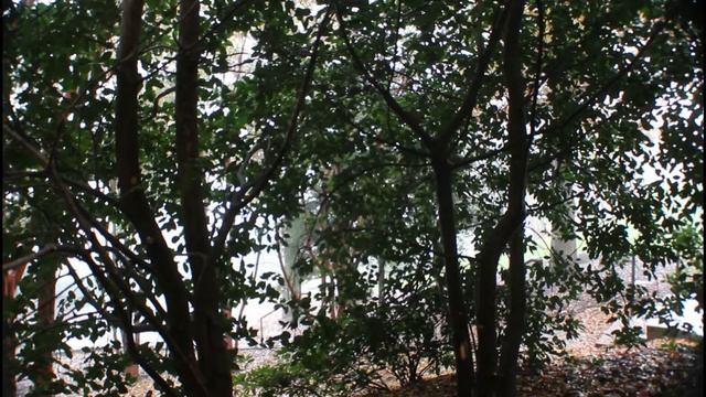 Rain Outside My Window/Relaxing Instrumental Music and Nature Sounds For Studying or Sleeping смотреть онлайн